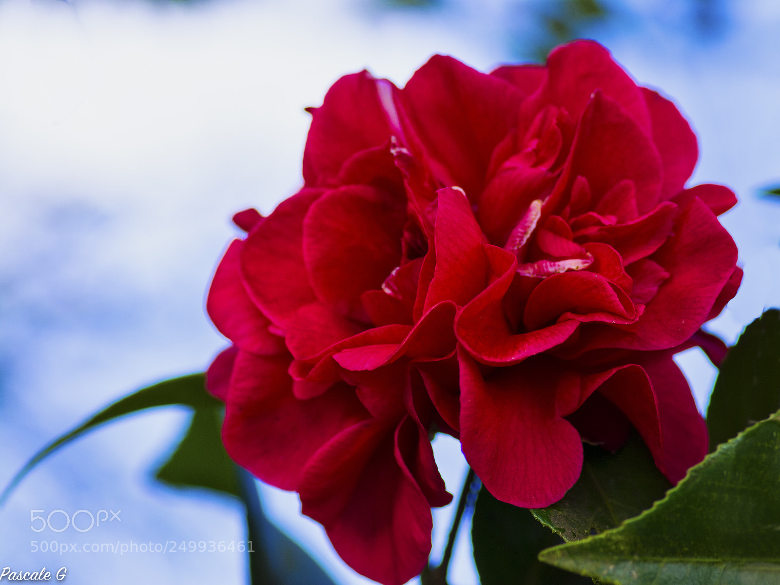 Nikon D7100 sample photo. Camélia : first flowers photography