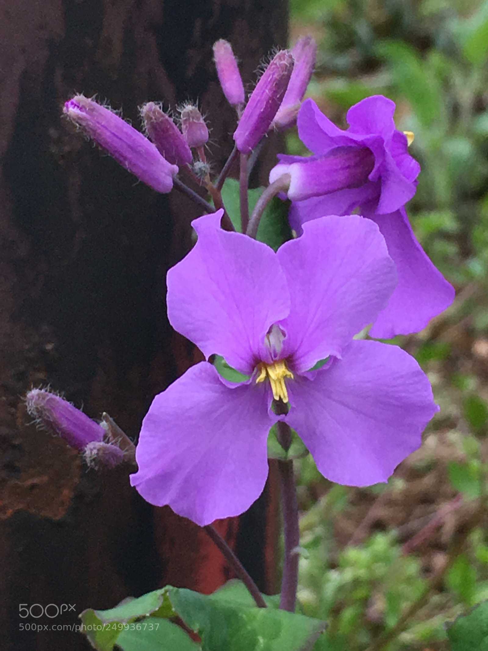 Apple iPhone 6s Plus sample photo. Spring2018 flowers photography