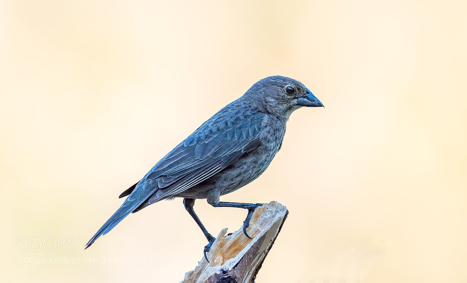 Nikon D800 sample photo. Cowbird, female photography