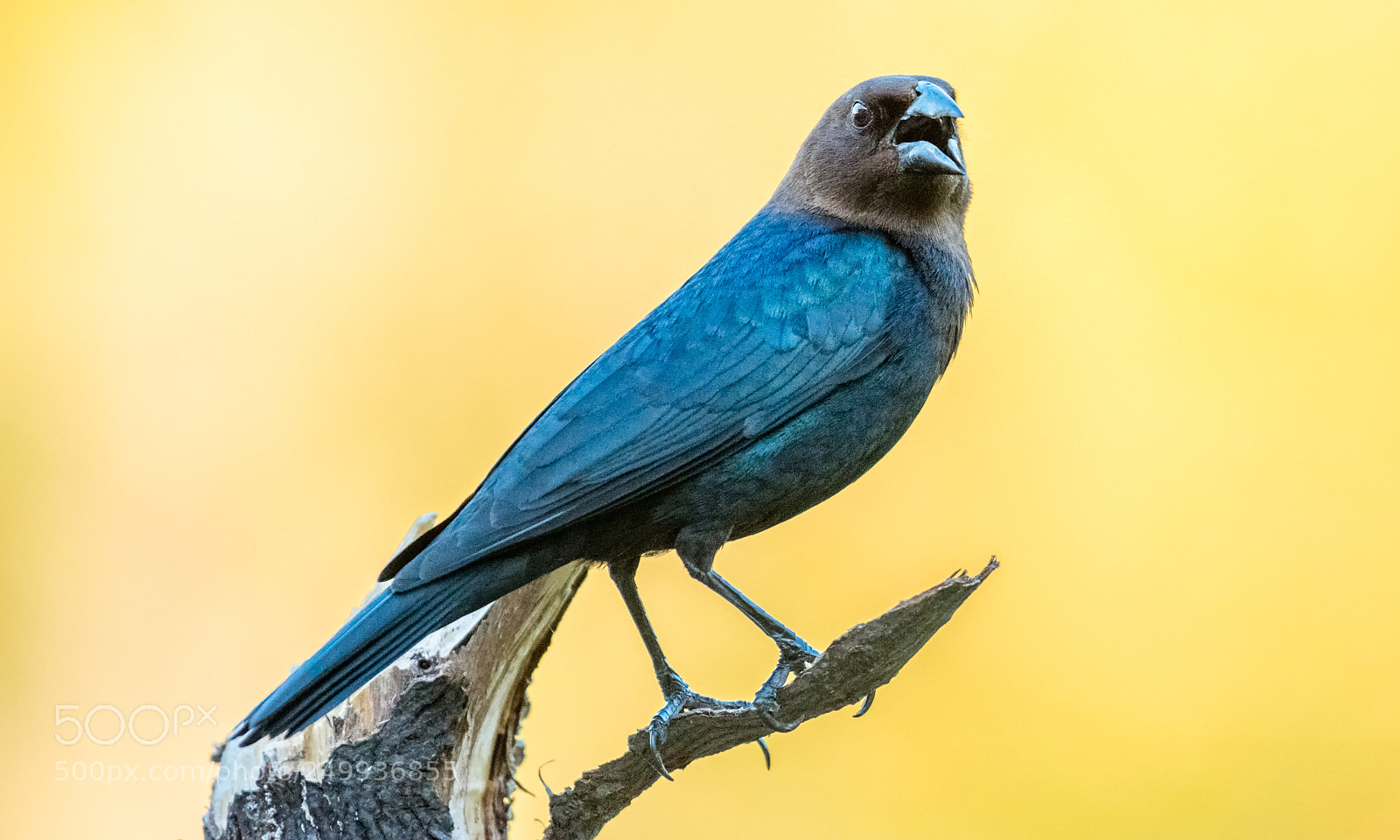 Nikon D800 sample photo. Cowbird, male photography