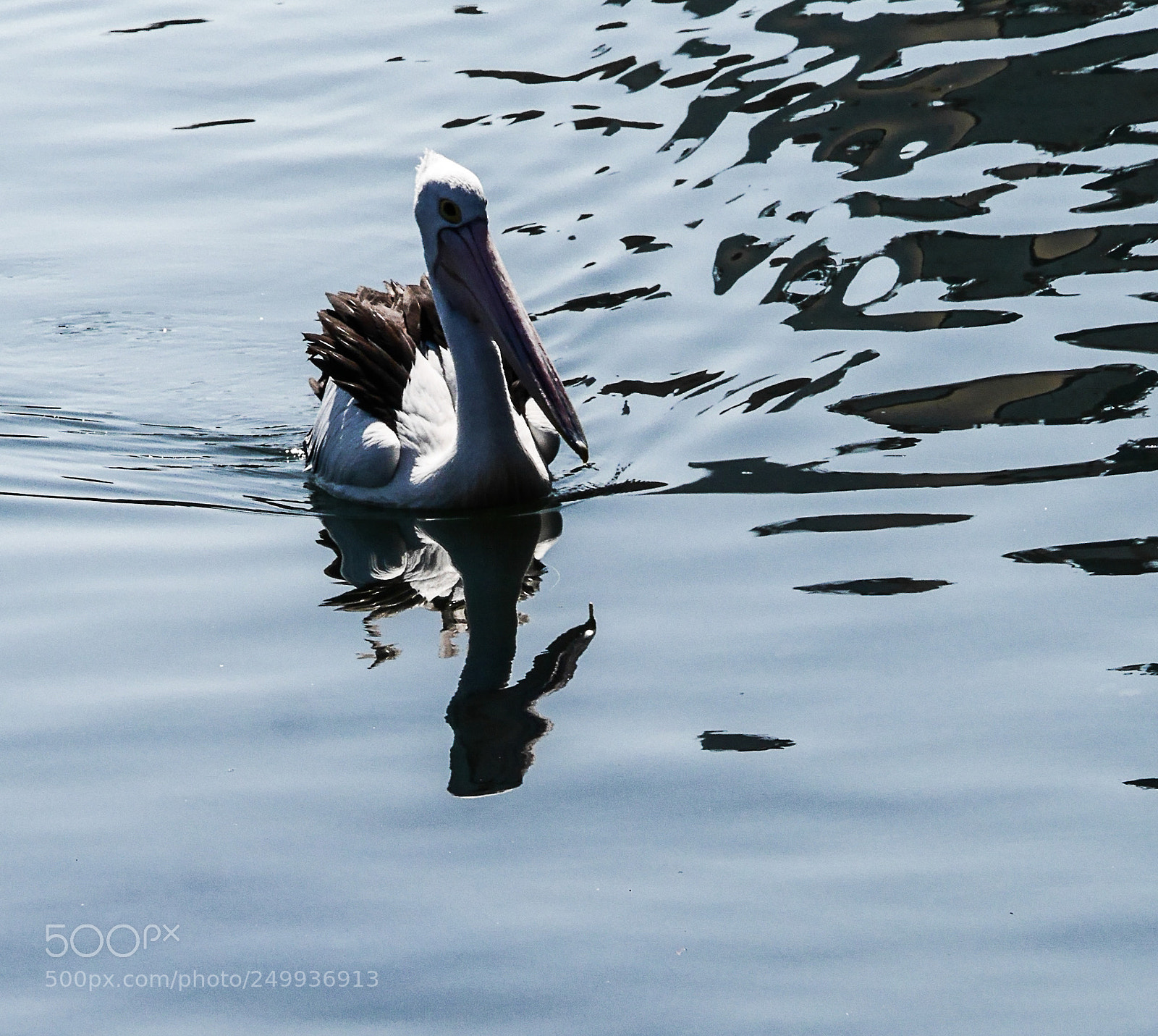 Panasonic Lumix DMC-GX7 sample photo. Pelican fun photography