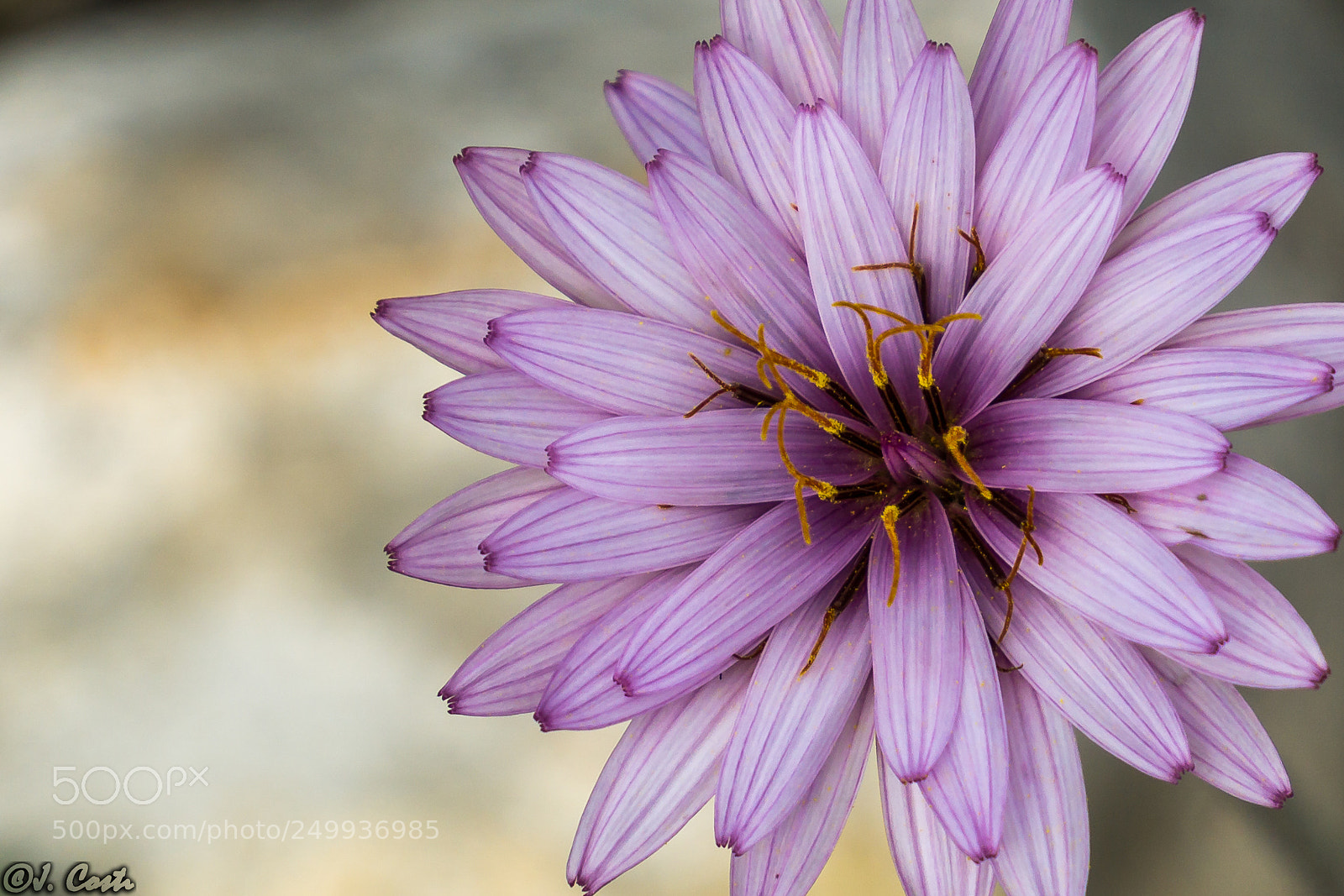 Sony a6000 sample photo. Scorzonera multiscapa photography