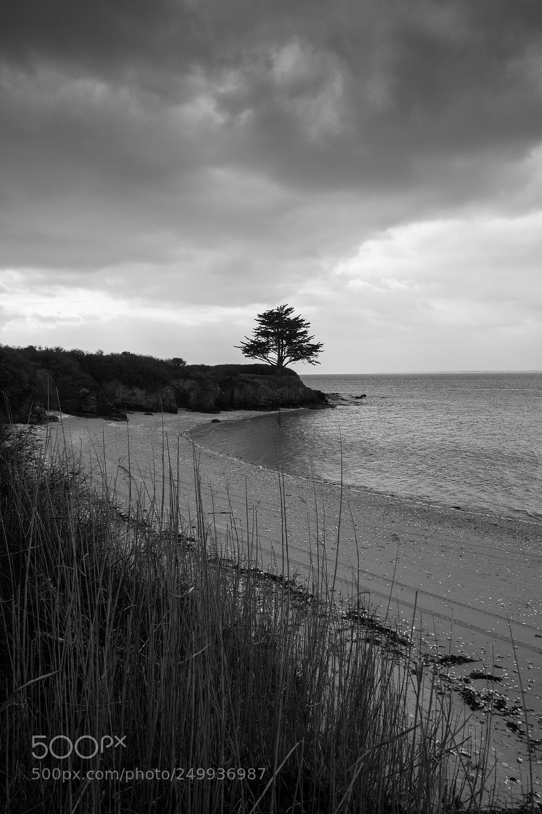 Canon EOS 600D (Rebel EOS T3i / EOS Kiss X5) sample photo. Tree on the beach photography
