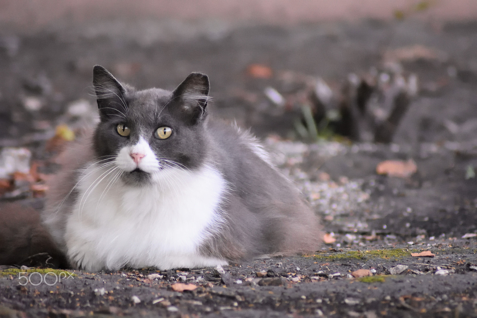 Nikon AF Nikkor 70-300mm F4-5.6G sample photo. Eyes of a street cats gang leader! photography