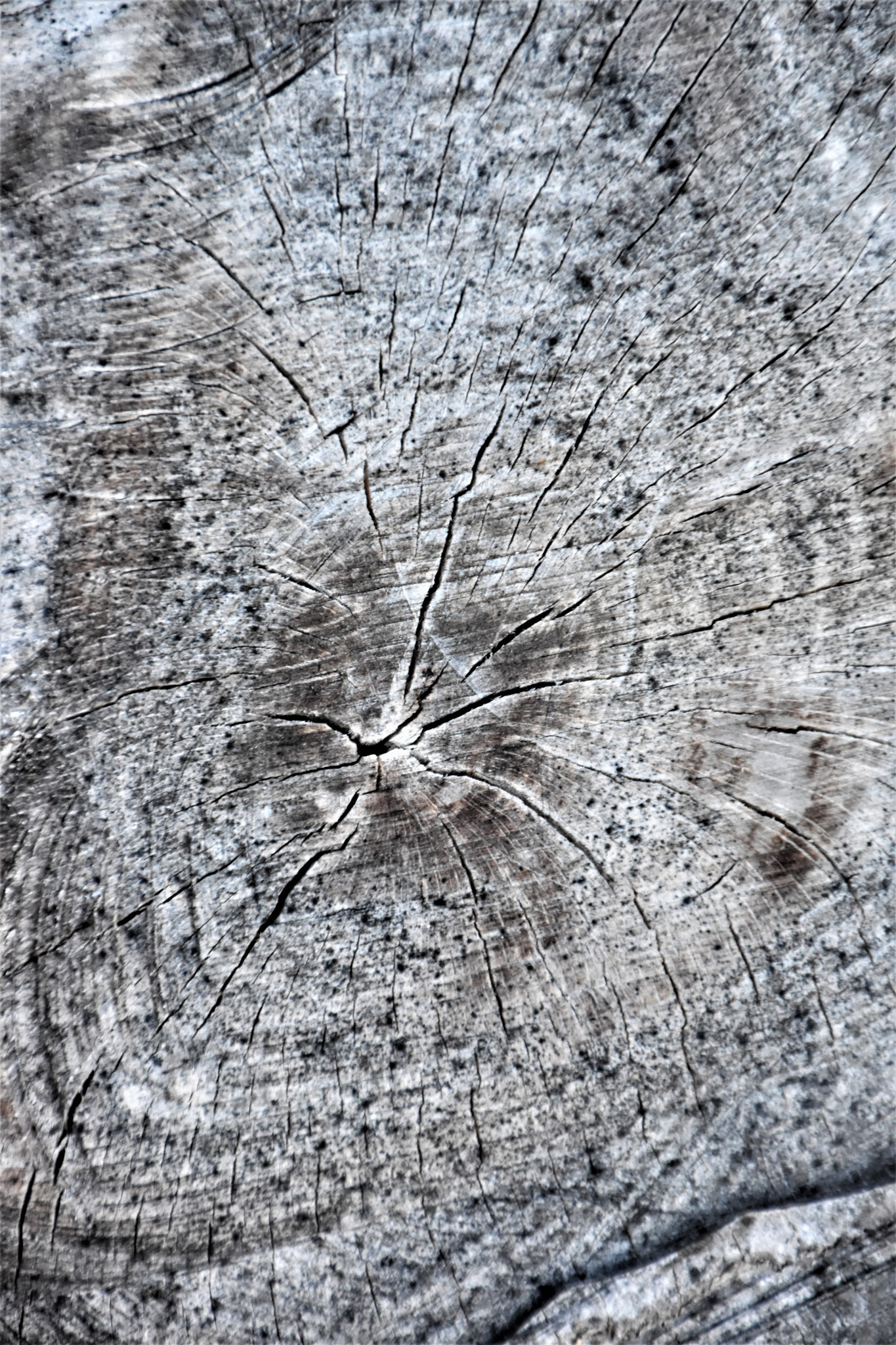 Nikon D5500 sample photo. Wood photography
