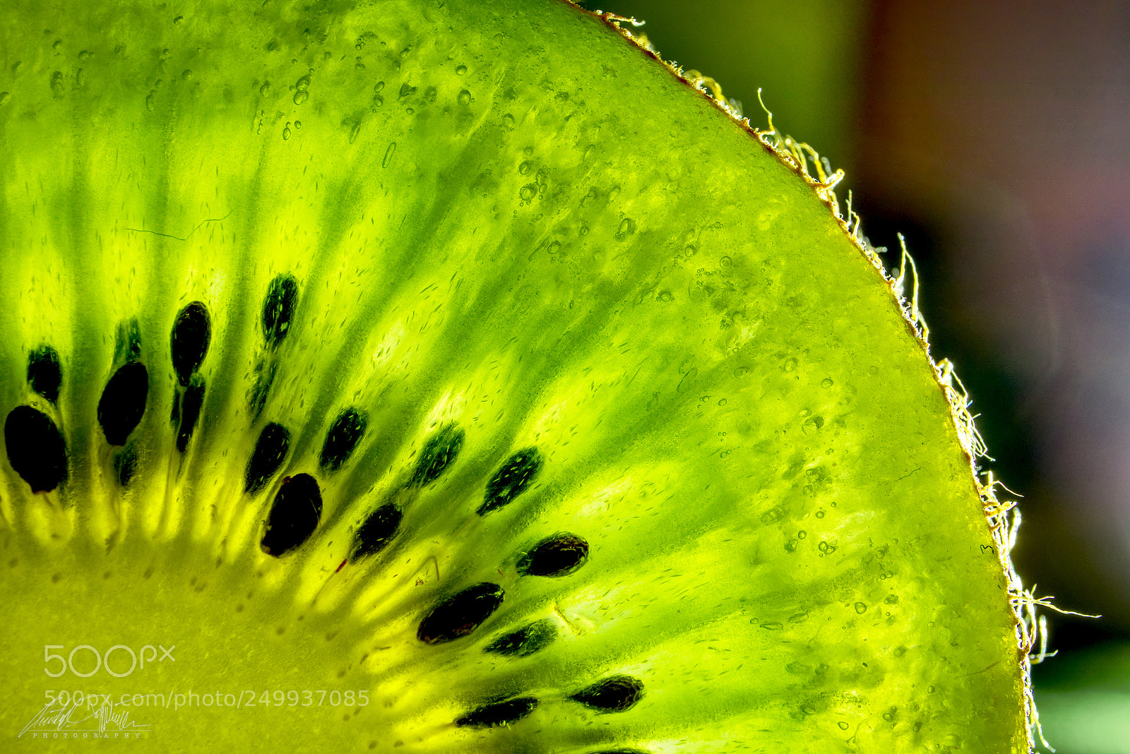 Canon EOS M6 sample photo. Kiwi photography