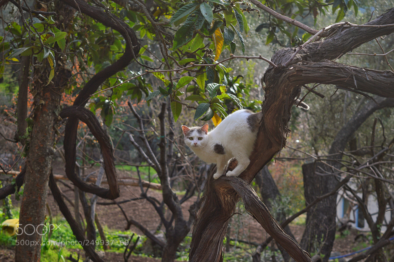 Nikon D3200 sample photo. Kedi photography