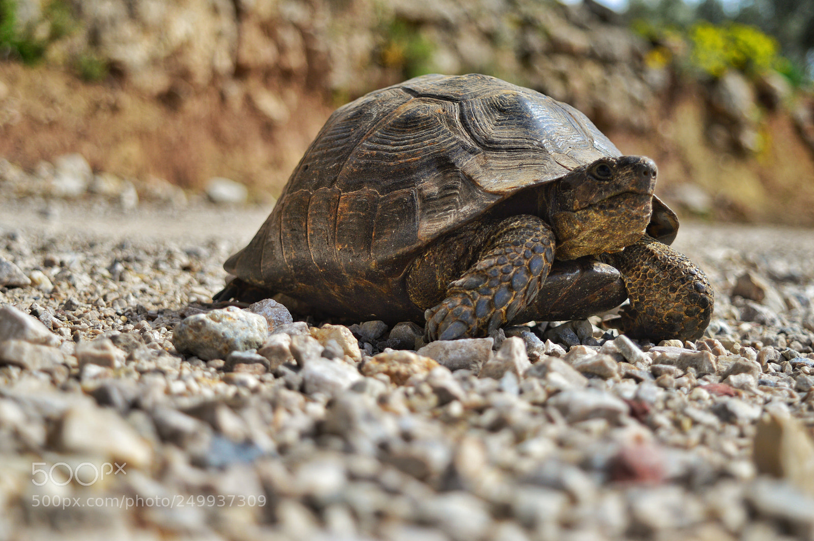Nikon D3200 sample photo. Turtle photography