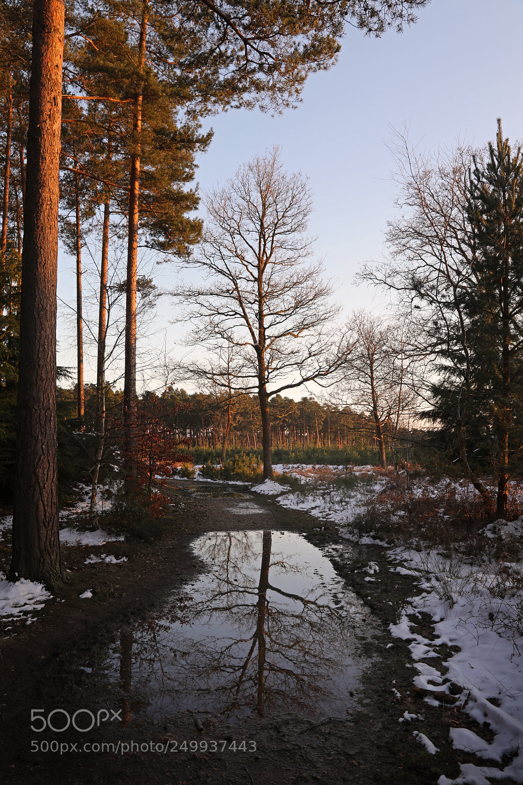Canon EOS 5D Mark IV sample photo. Tree reflections photography