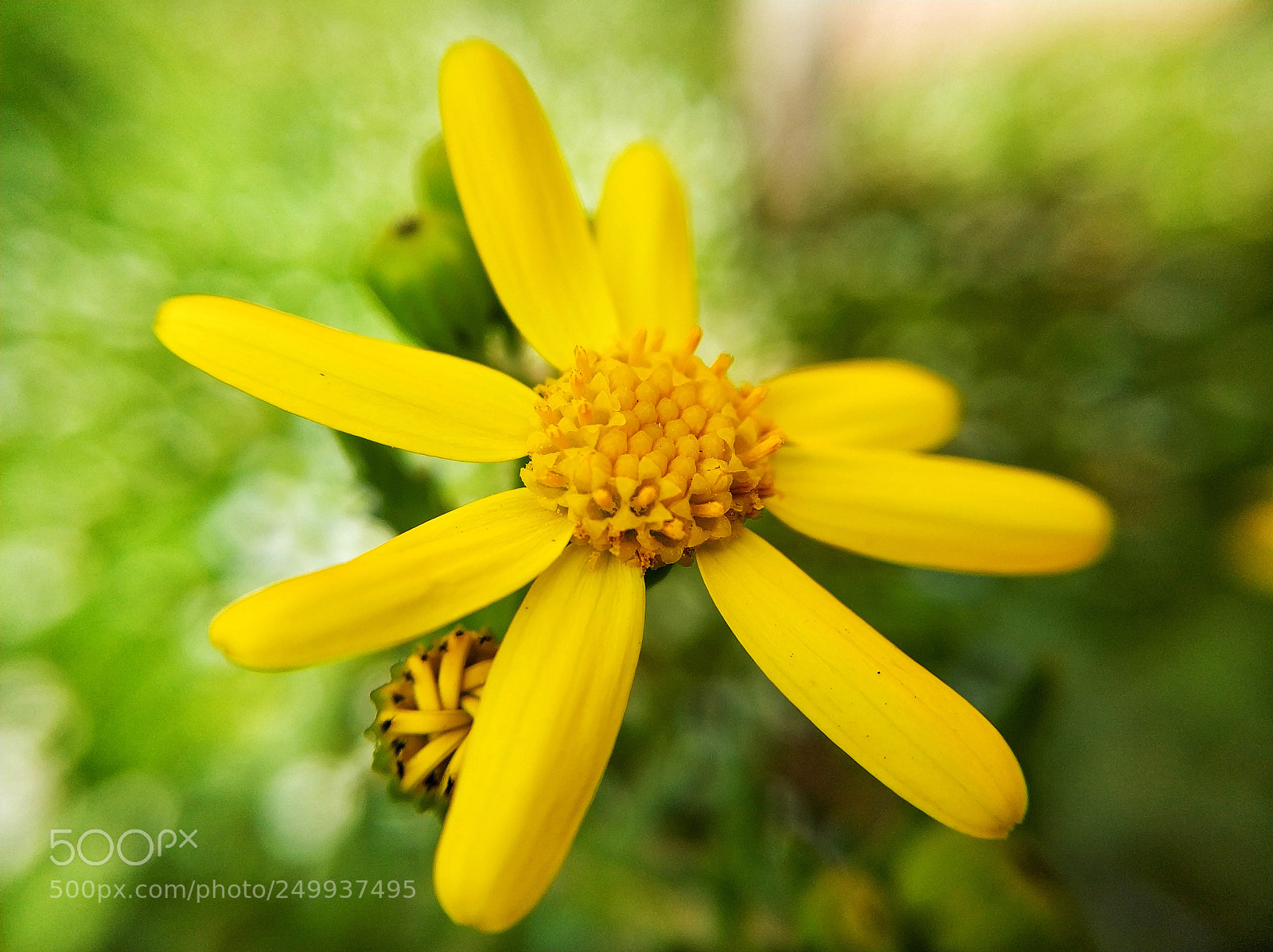 Xiaomi Mi Note 3 sample photo. Spring flowers photography