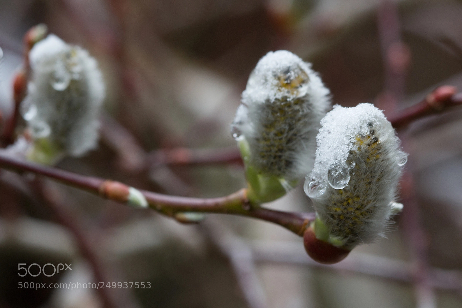 Canon EOS 700D (EOS Rebel T5i / EOS Kiss X7i) sample photo. Neige de mars snow photography