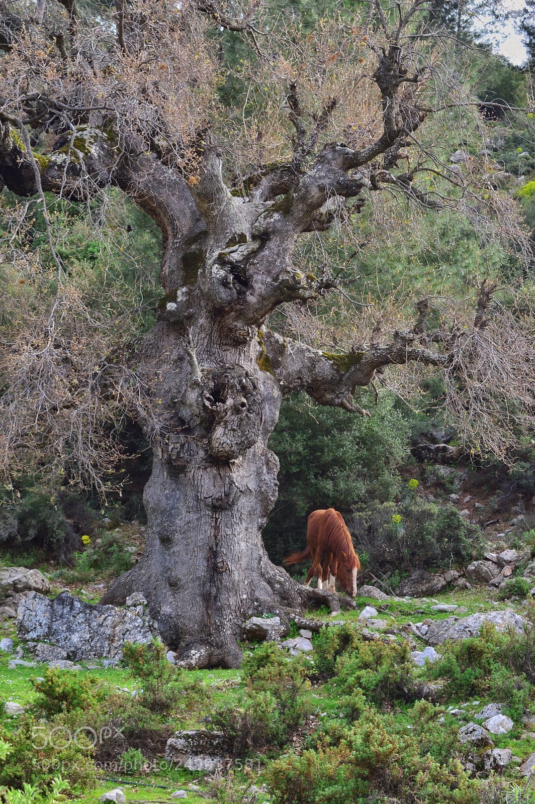 Nikon D3200 sample photo. Tree & horse photography