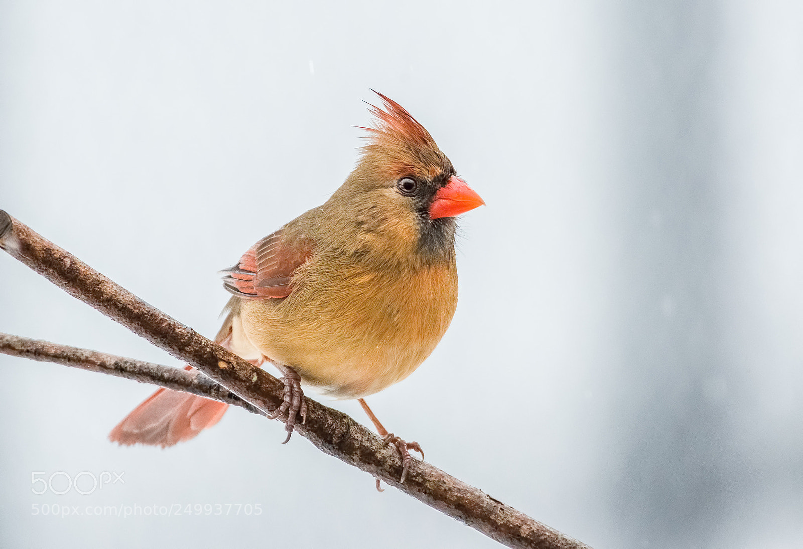 Nikon D800 sample photo. Cardinal, female photography