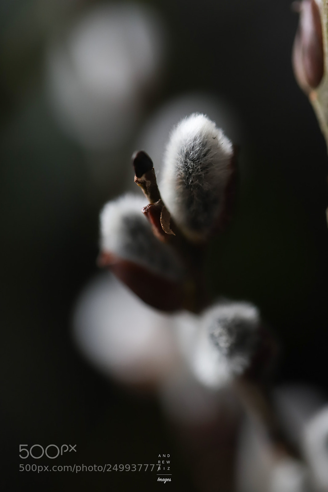Canon EOS 6D Mark II sample photo. Soft like clouds photography