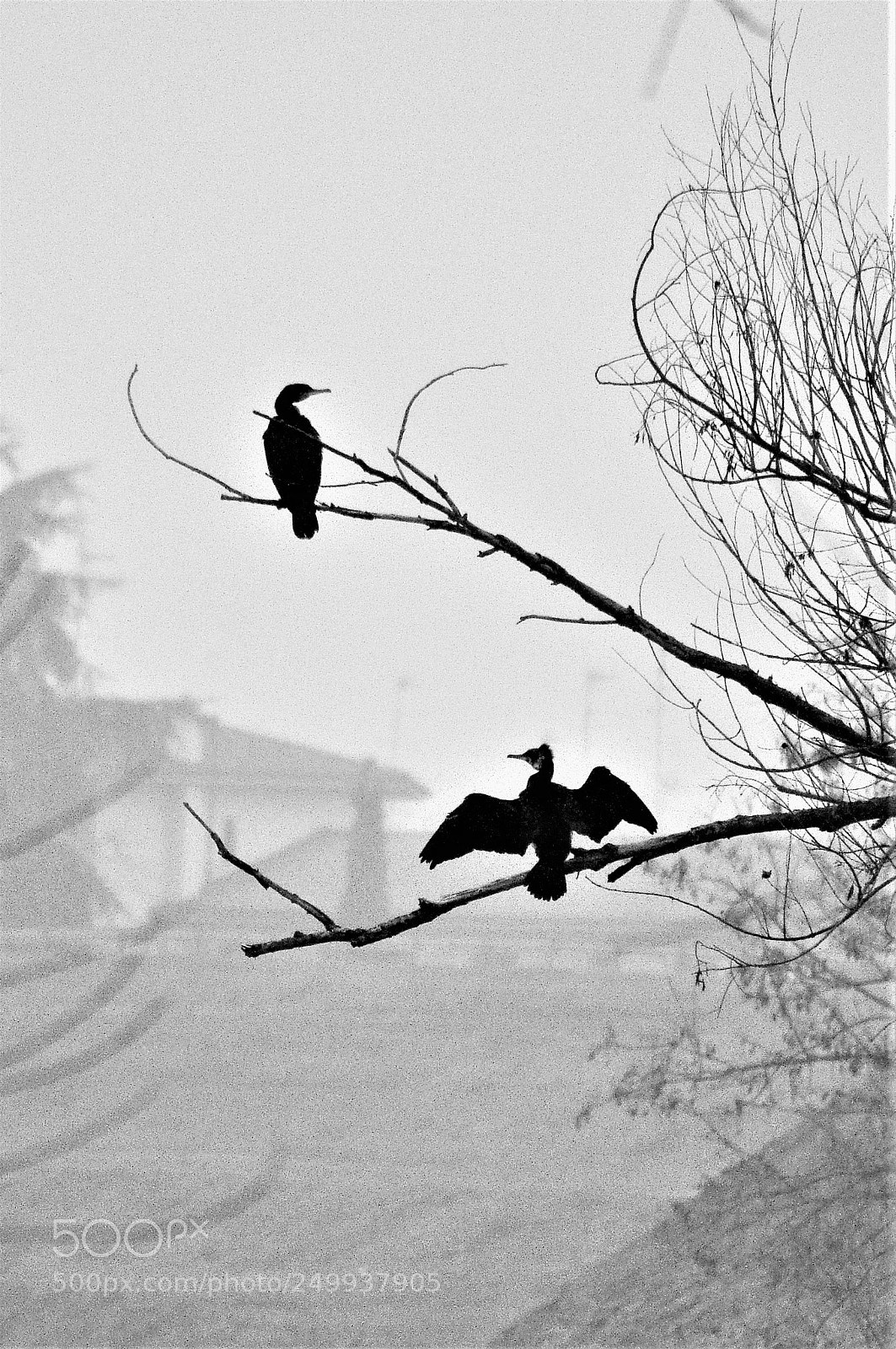 Nikon D5000 sample photo. Cormorani photography
