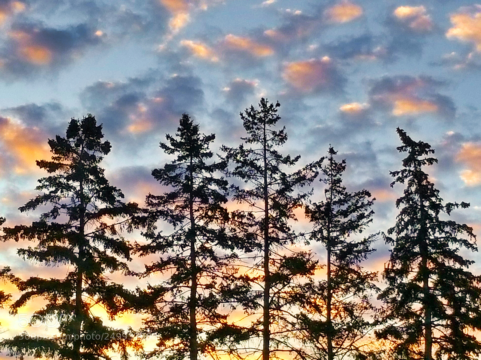 Samsung Galaxy S8+ sample photo. Pine and the morning photography