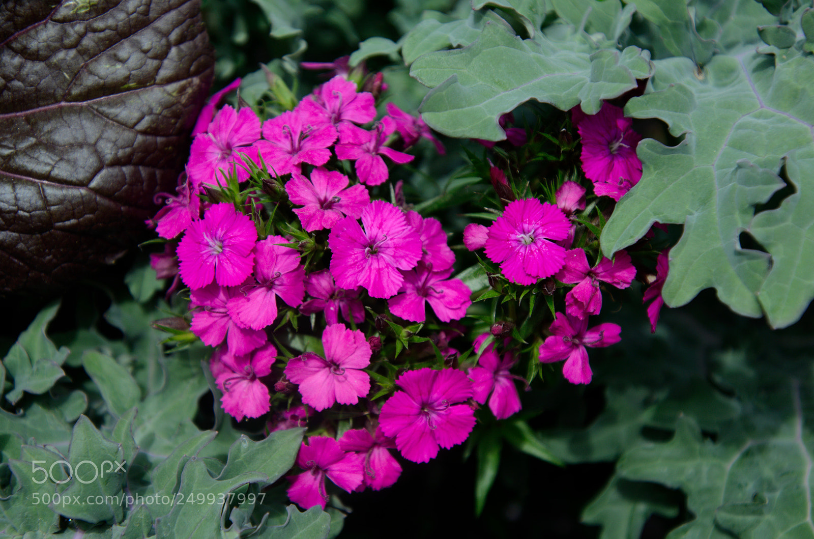 Nikon D5100 sample photo. Beauty to behold 2 photography