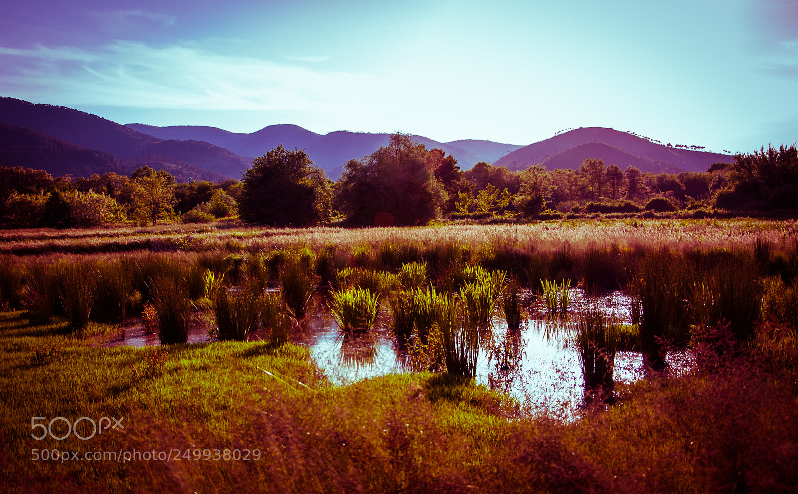 Nikon D90 sample photo. Pond at sunset photography
