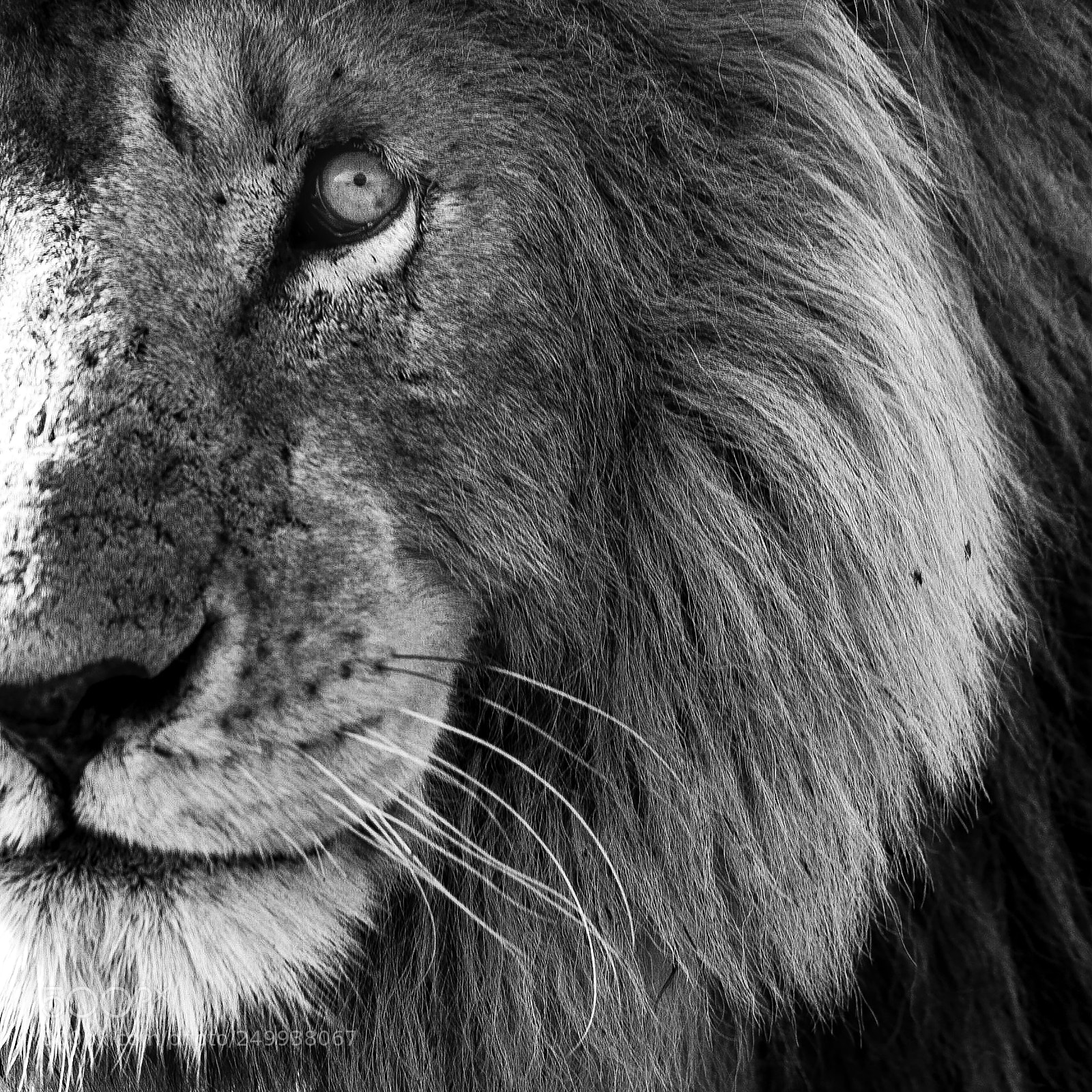 Canon EOS-1D Mark IV sample photo. Lion photography