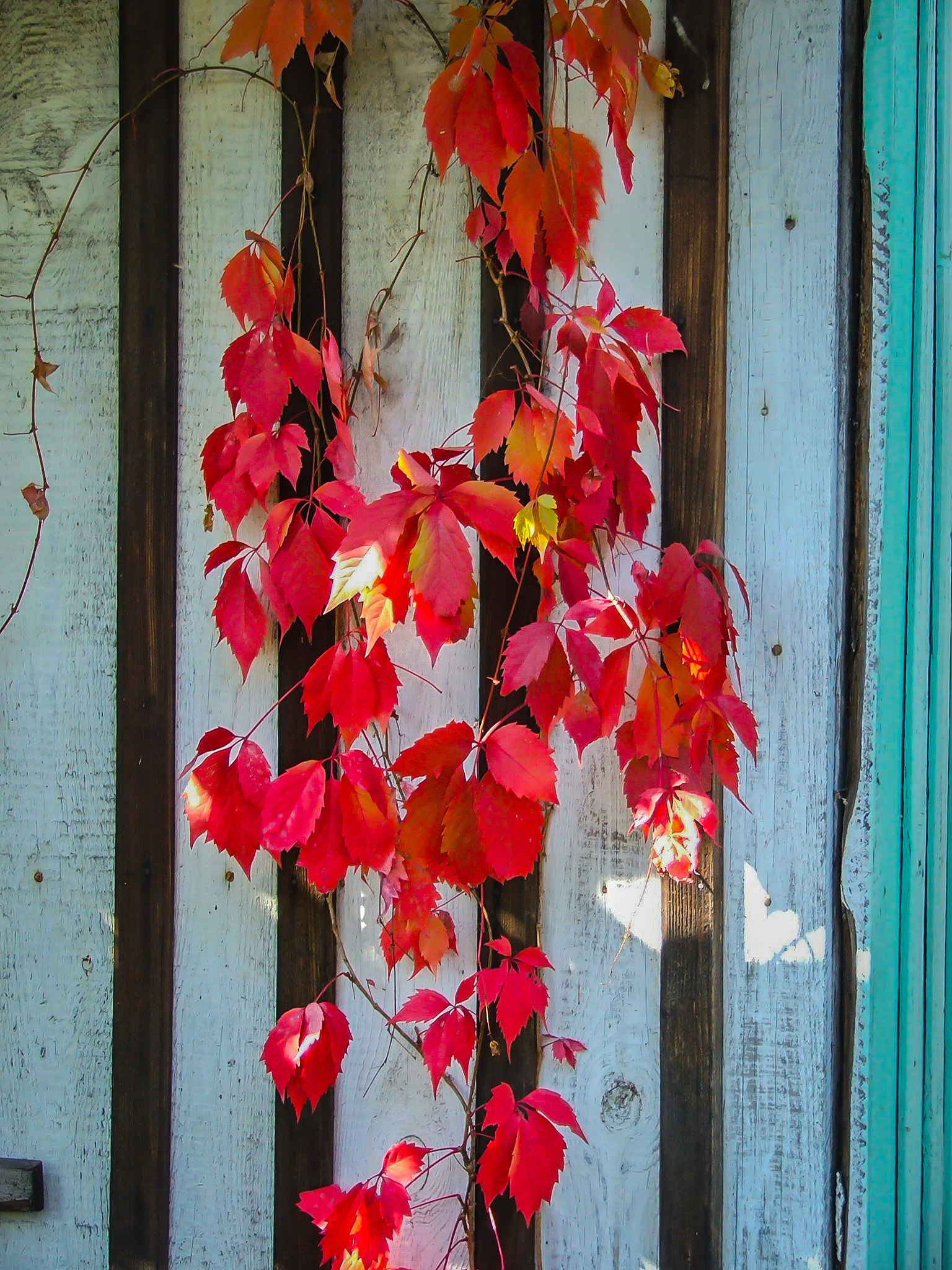 Fujifilm FinePix S5500 sample photo. Autumn ivy hanging on the wooden wall of house photography