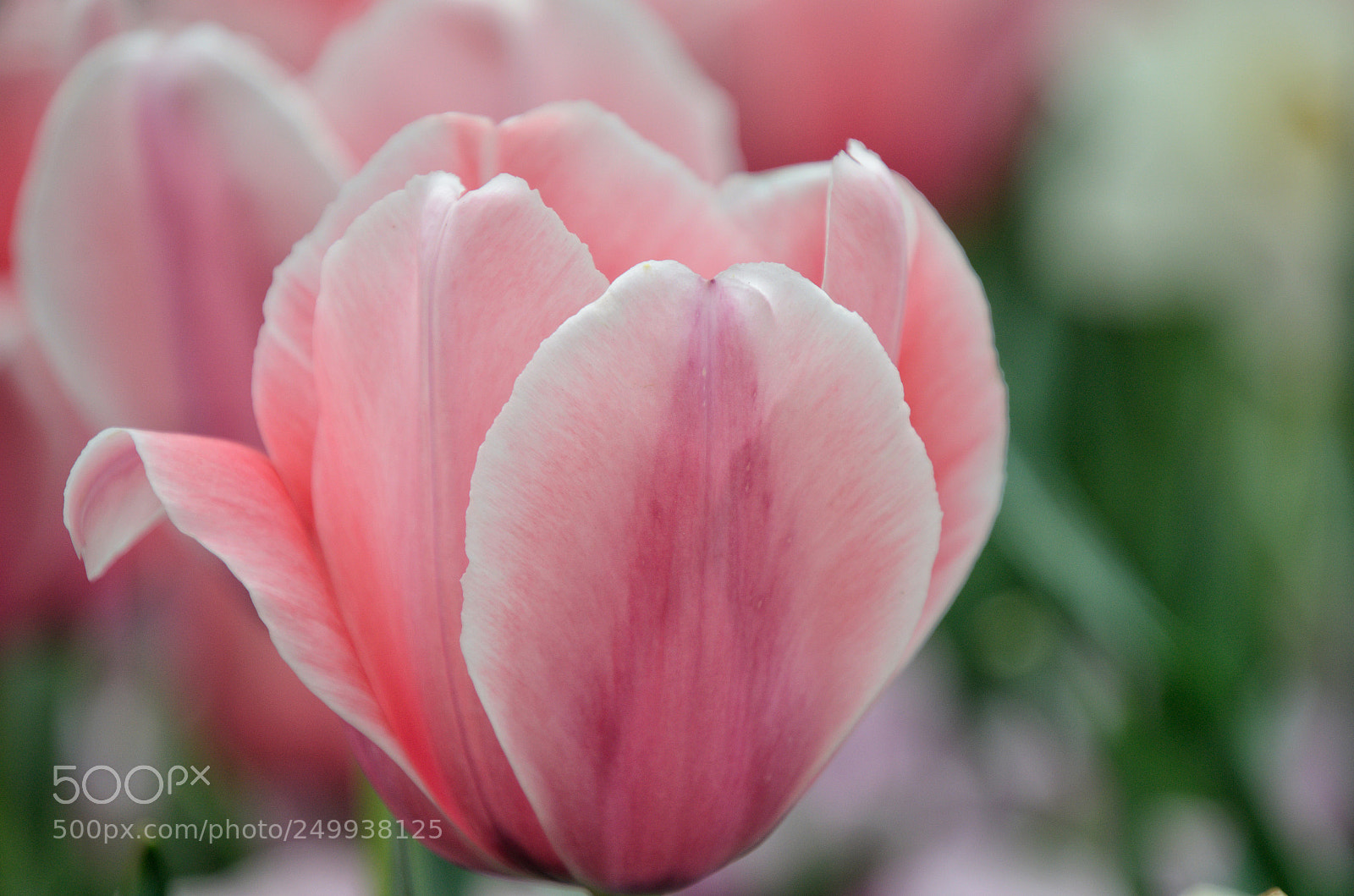 Nikon D5100 sample photo. Pink tulip photography
