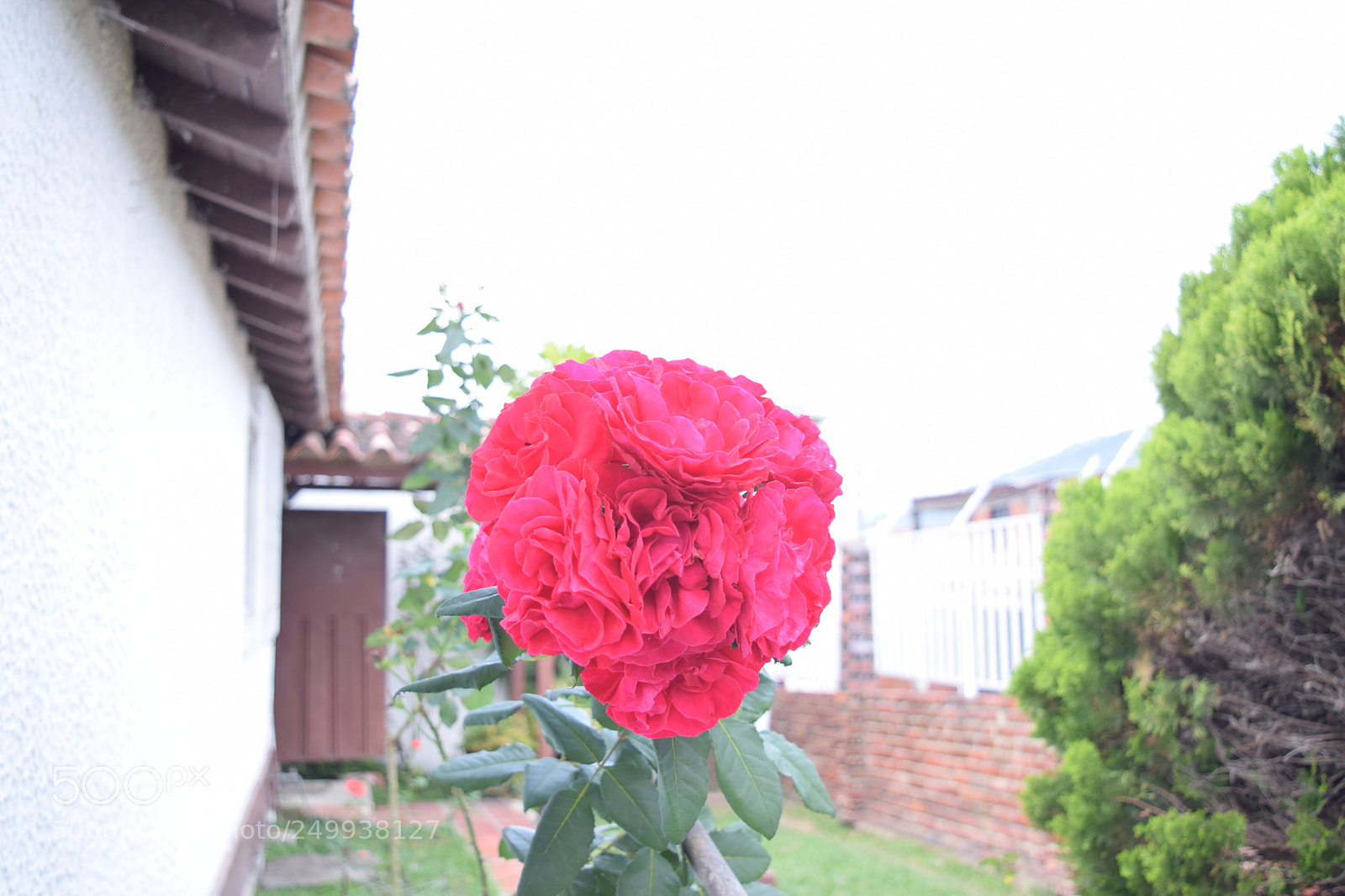 Nikon D5300 sample photo. Racimo de rosas photography