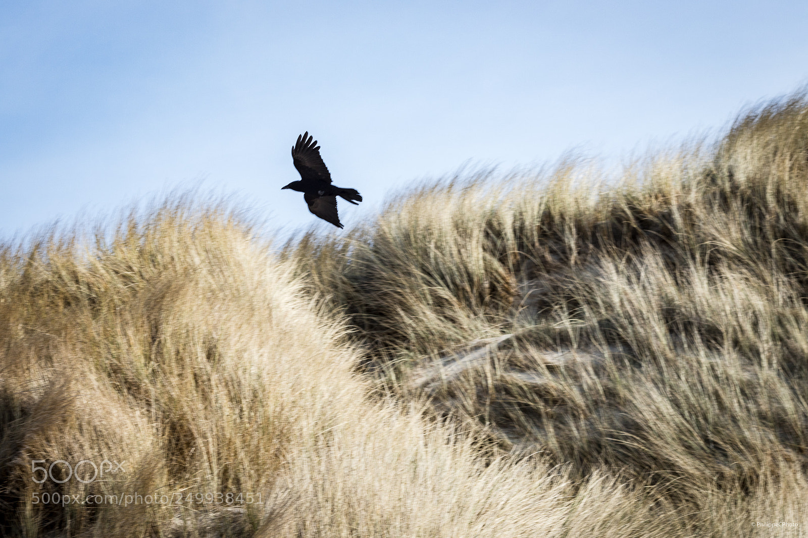 Canon EOS 6D Mark II sample photo. The bird / koksijde / march 2018 photography