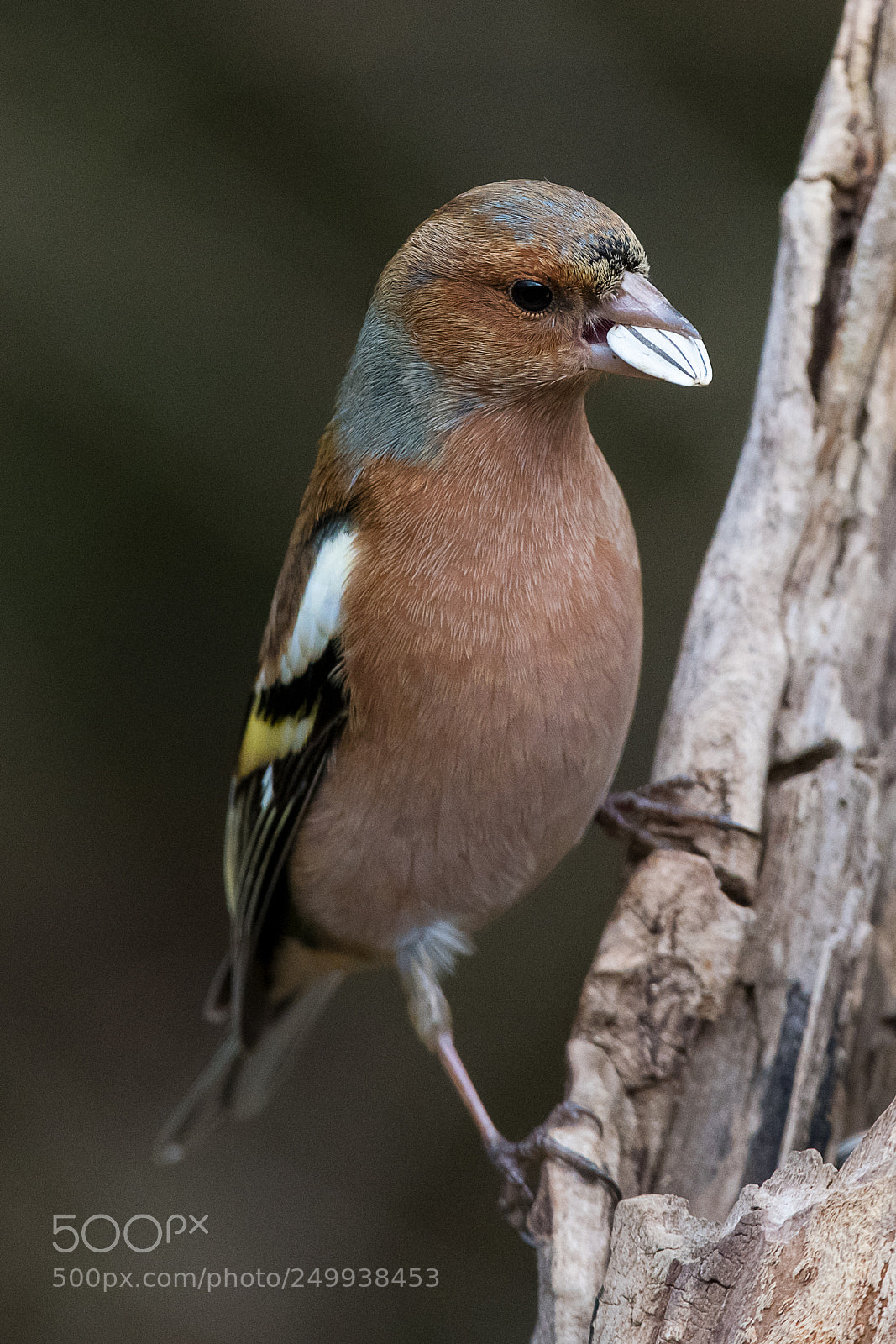 Nikon D850 sample photo. Dsc photography