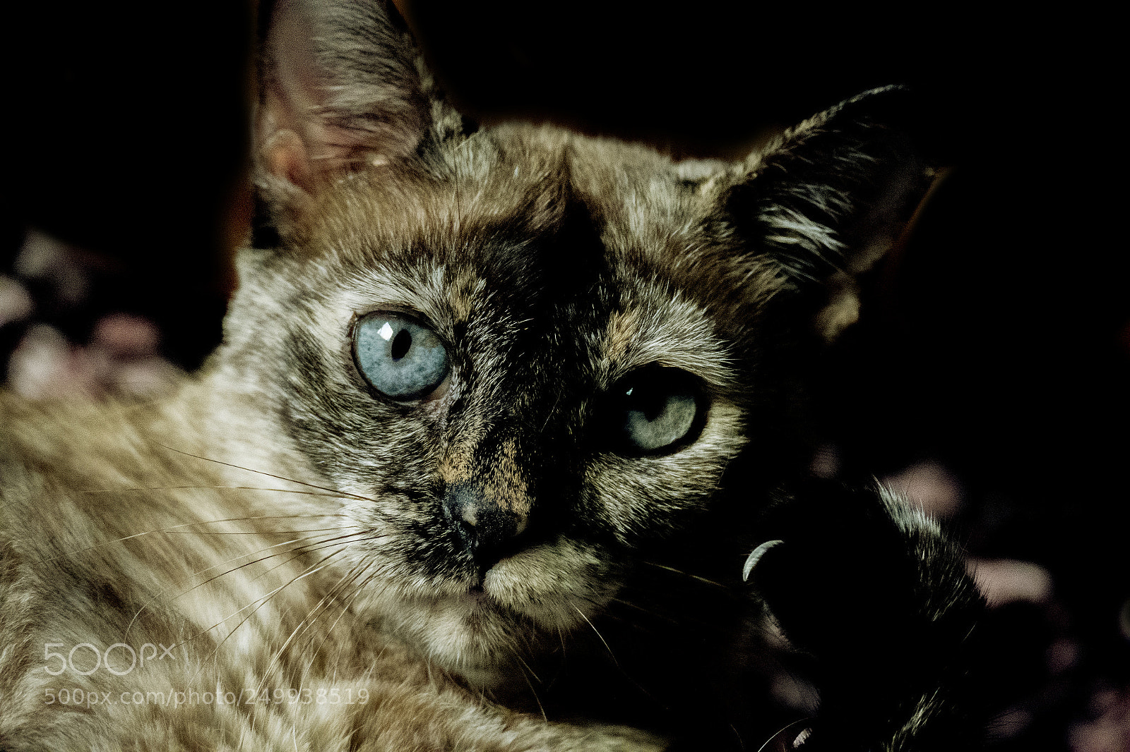 Leica V-Lux (Typ 114) sample photo. My cat photography