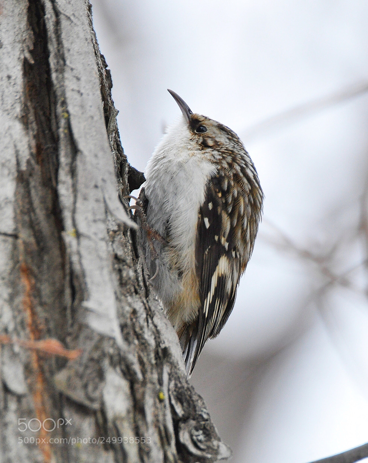 Nikon D90 sample photo. Brown creeper  photography