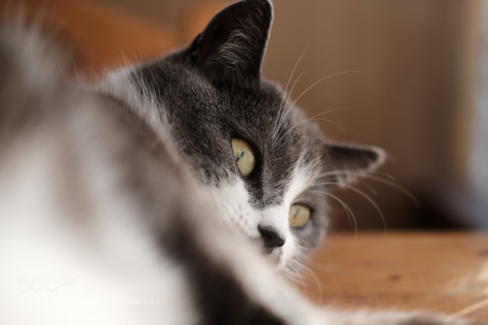 Fujifilm X-Pro2 sample photo. Mikael rudolfsson photography