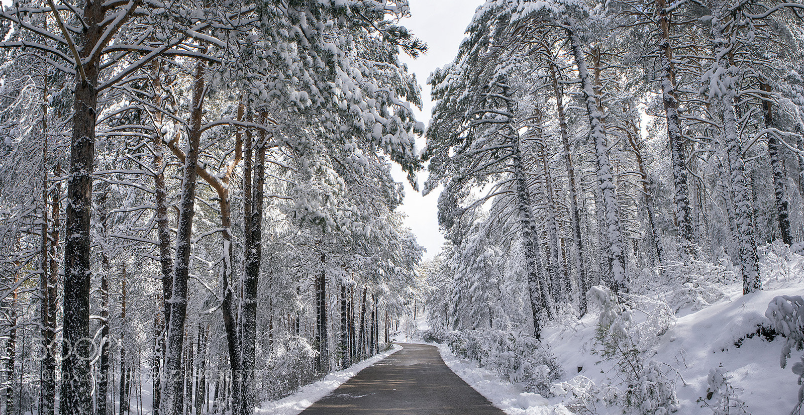 Canon EOS M5 sample photo. Deslizarse entre la nieve photography