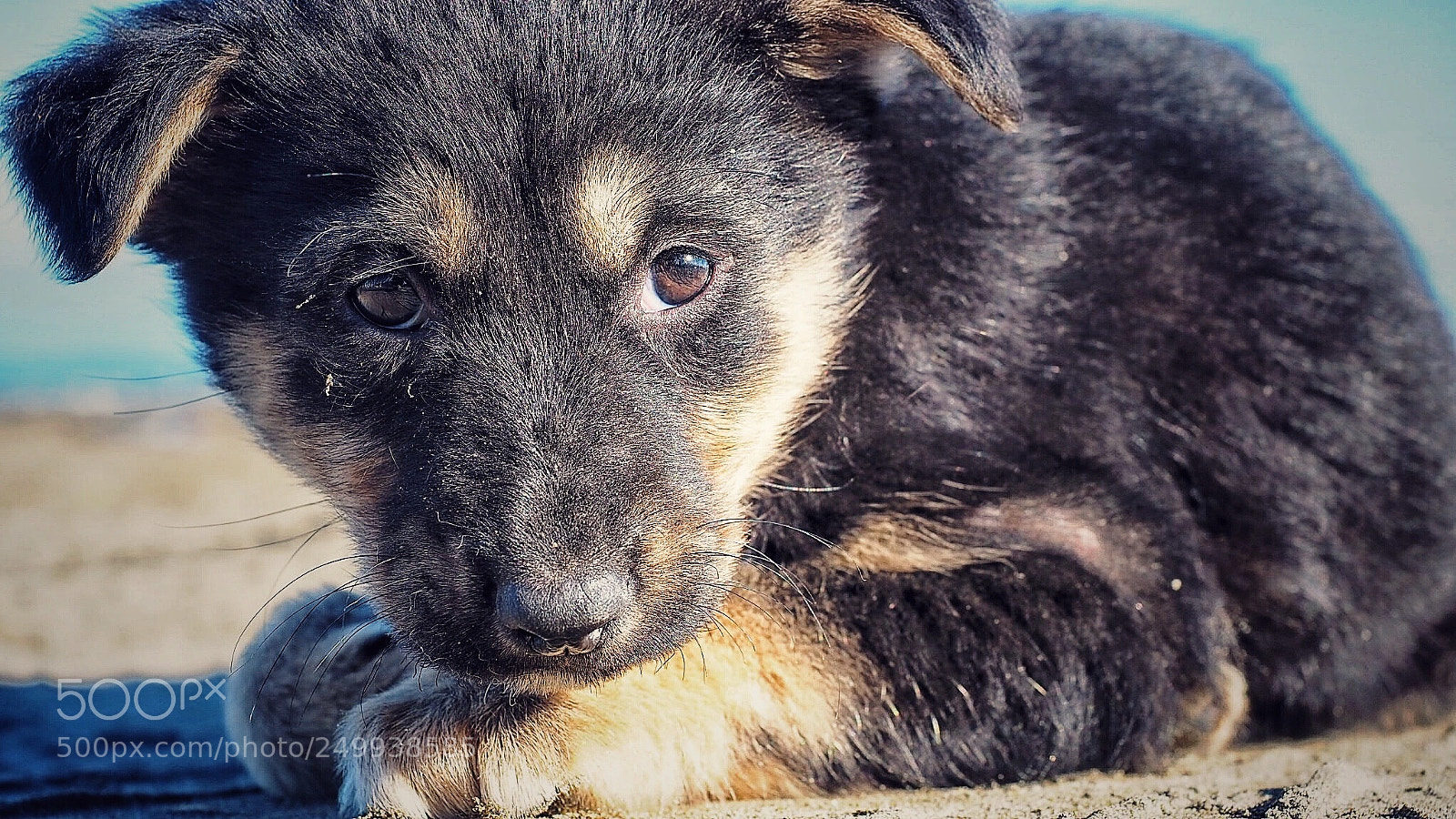 Olympus OM-D E-M10 III sample photo. Little buddy photography