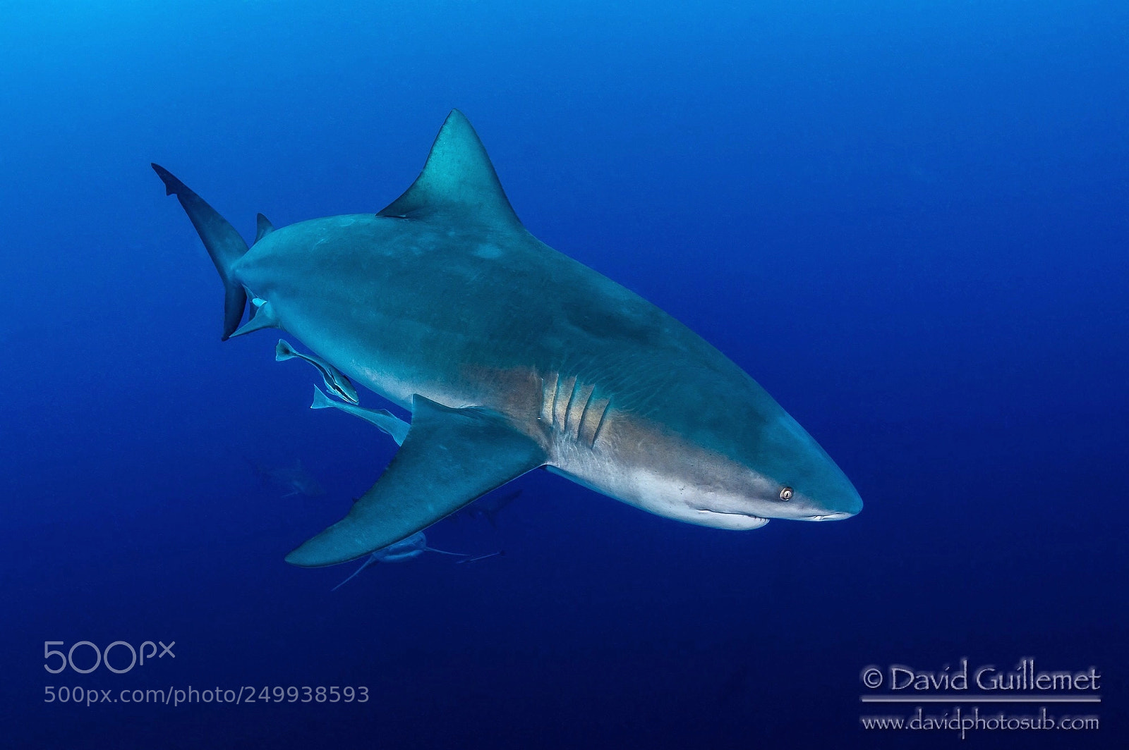 Nikon D7100 sample photo. Bull shark photography