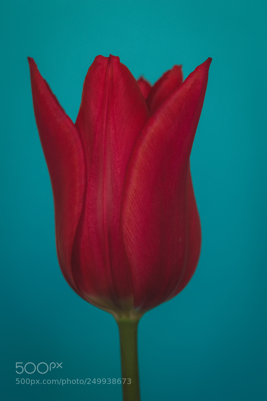 Nikon D3200 sample photo. Tulip photography