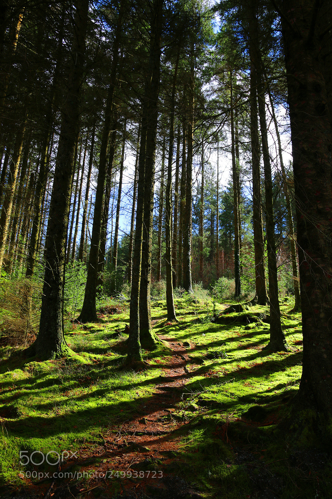 Canon EOS 70D sample photo. Snowdonia forest photography