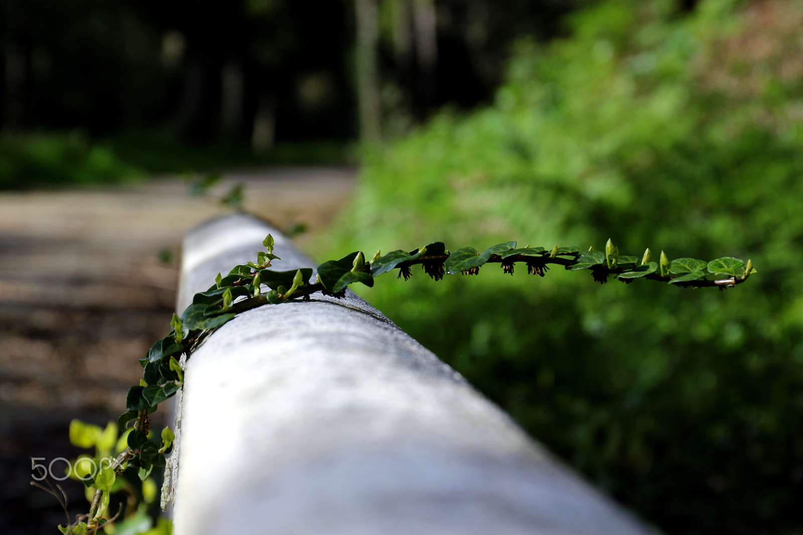Canon EF 24-70mm F4L IS USM sample photo. Green in the wall photography