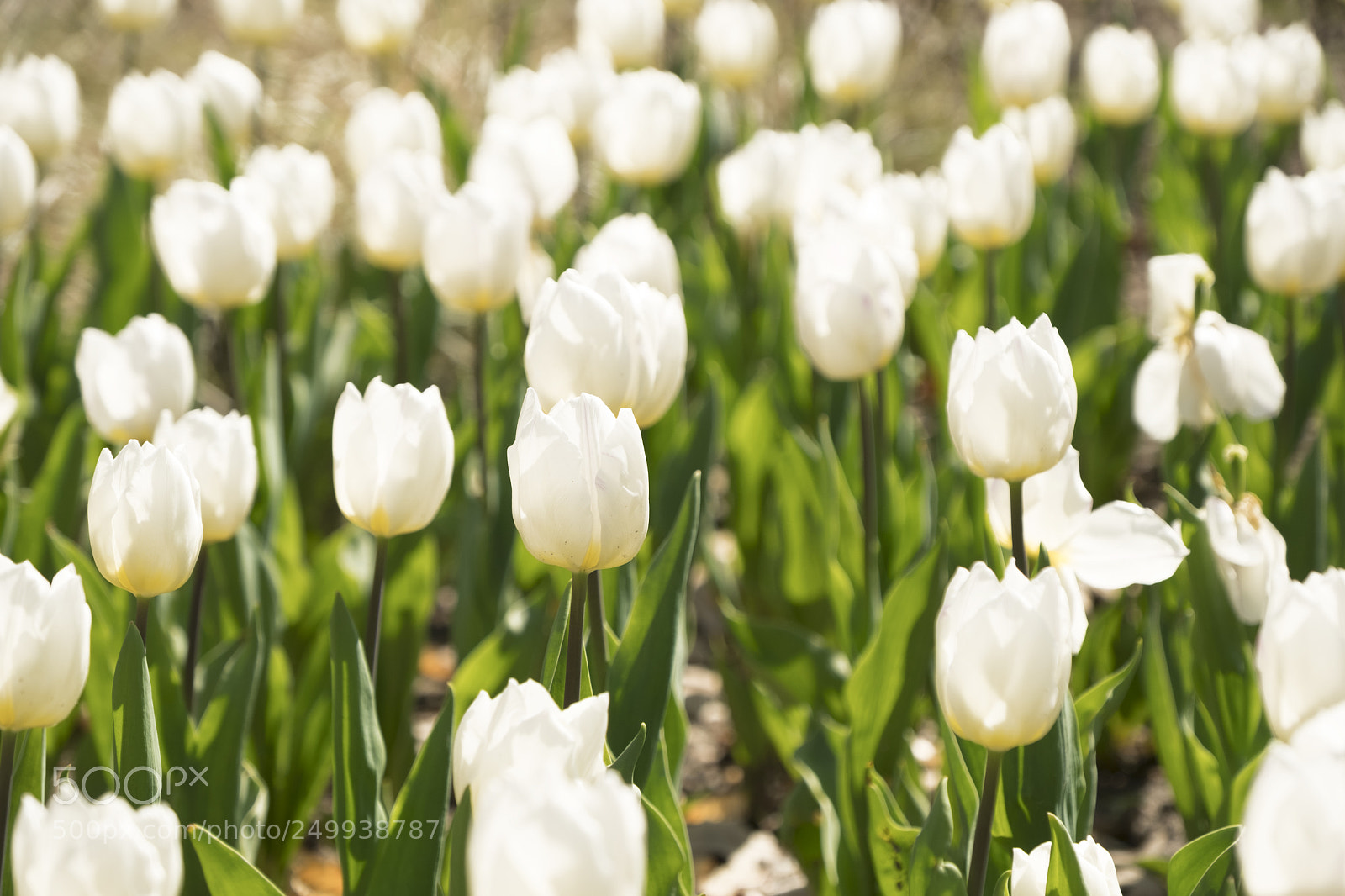 Fujifilm X-T2 sample photo. Tulips photography