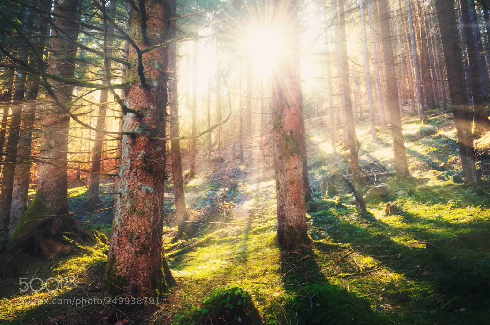 Nikon D5100 sample photo. Fairytale forest photography