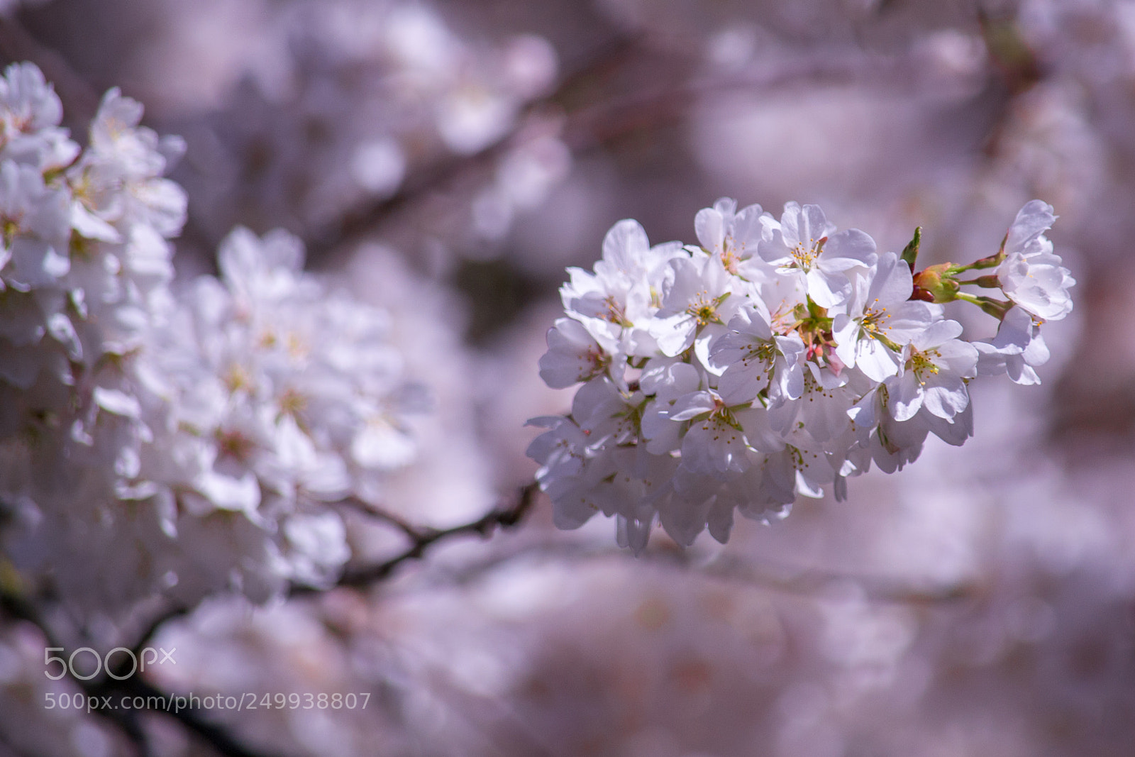 Nikon D3100 sample photo. Cherry blossoms photography
