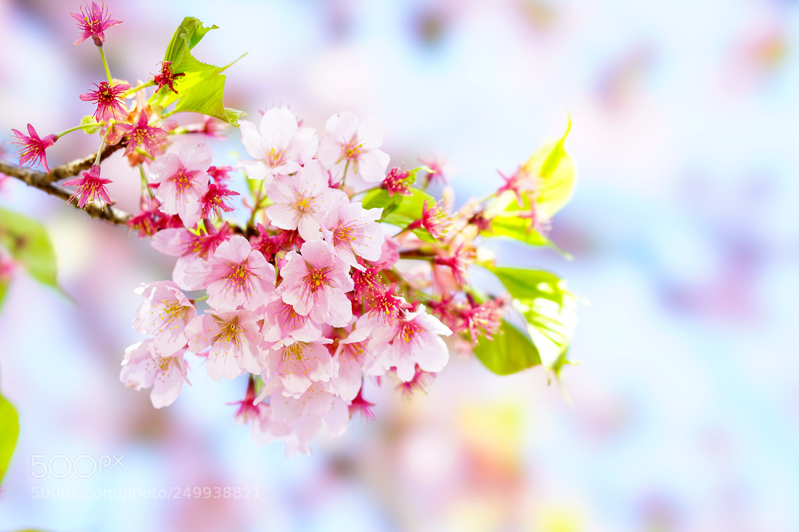 Sony a7R II sample photo. 開花宣言 2018-3 photography