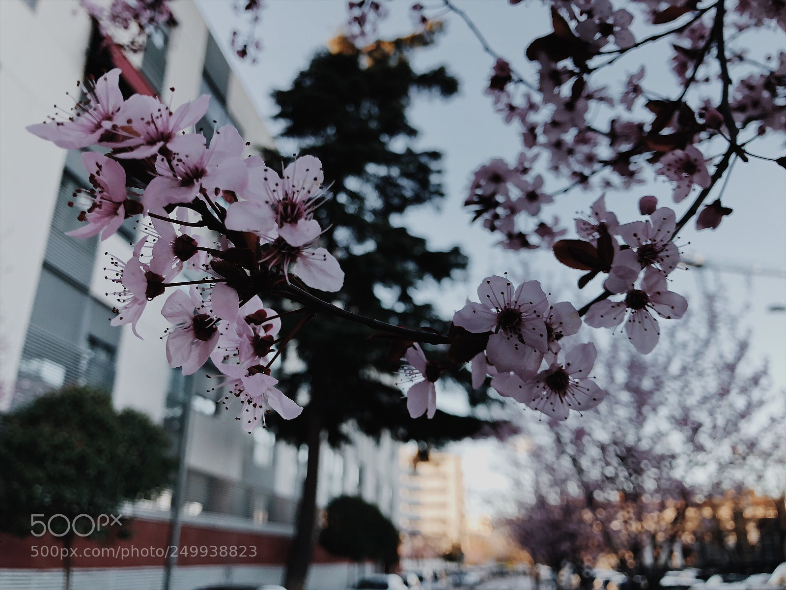 Apple iPhone 8 sample photo. Untitled photography