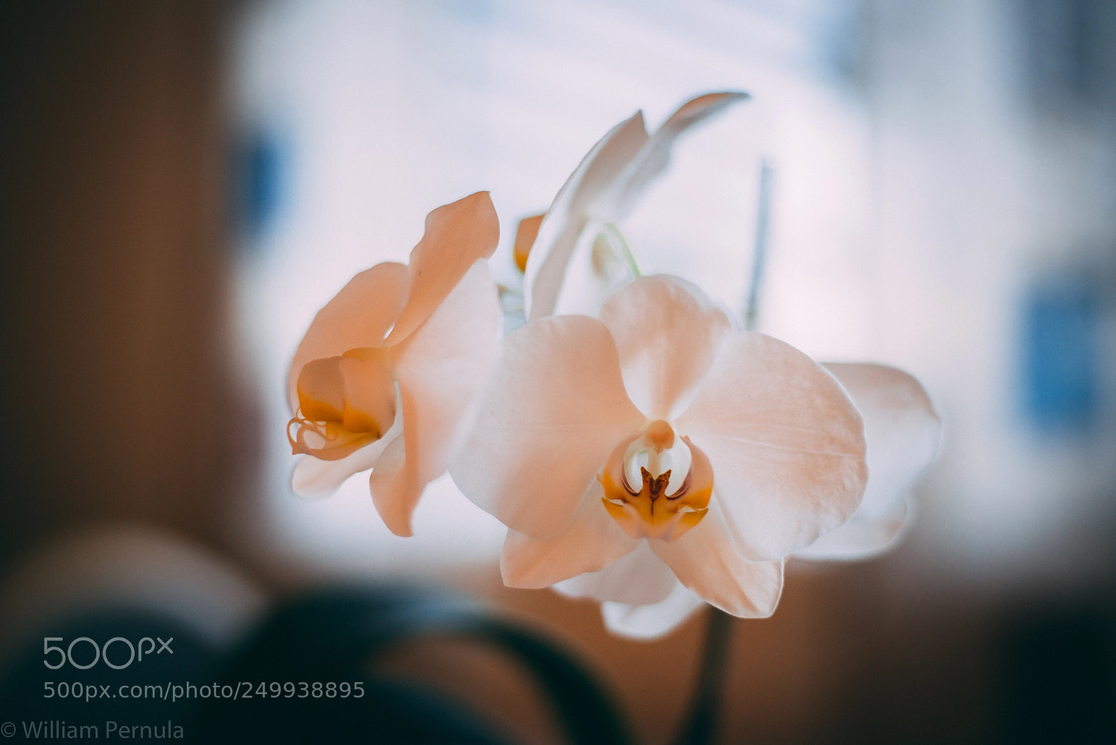 Nikon D800 sample photo. Orchids photography