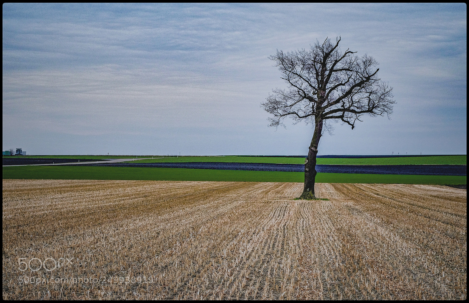 Fujifilm X-T1 sample photo. Lonely tree photography