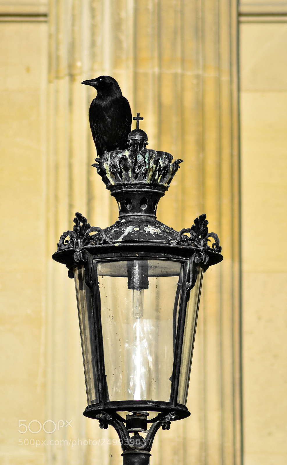 Nikon D5100 sample photo. Corvo photography
