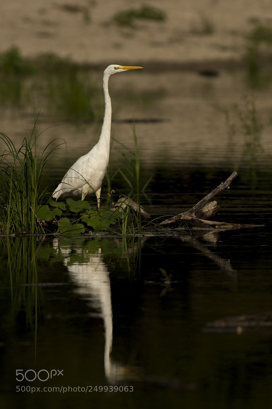 Canon EOS 40D sample photo. Img photography