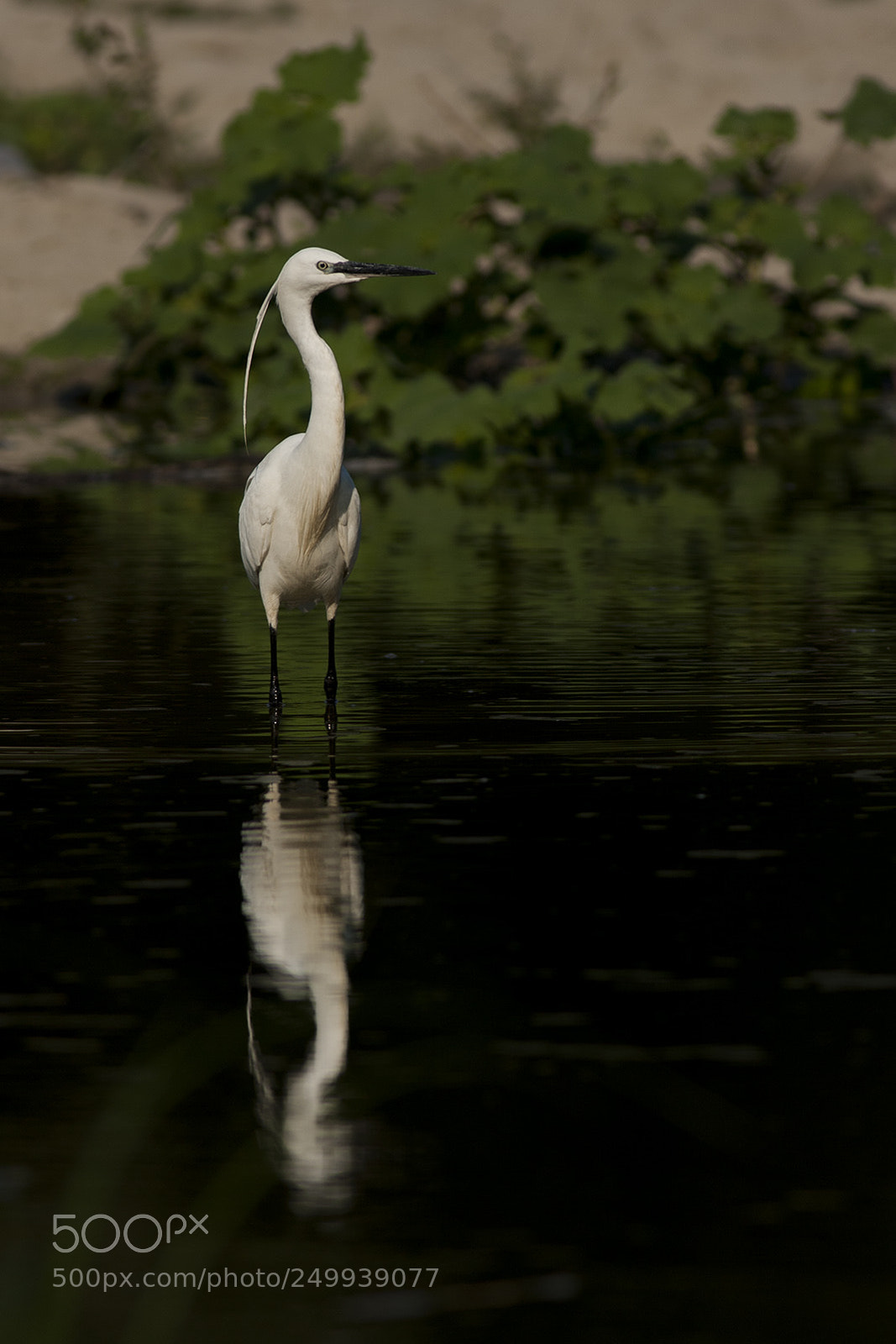 Canon EOS 40D sample photo. Img photography