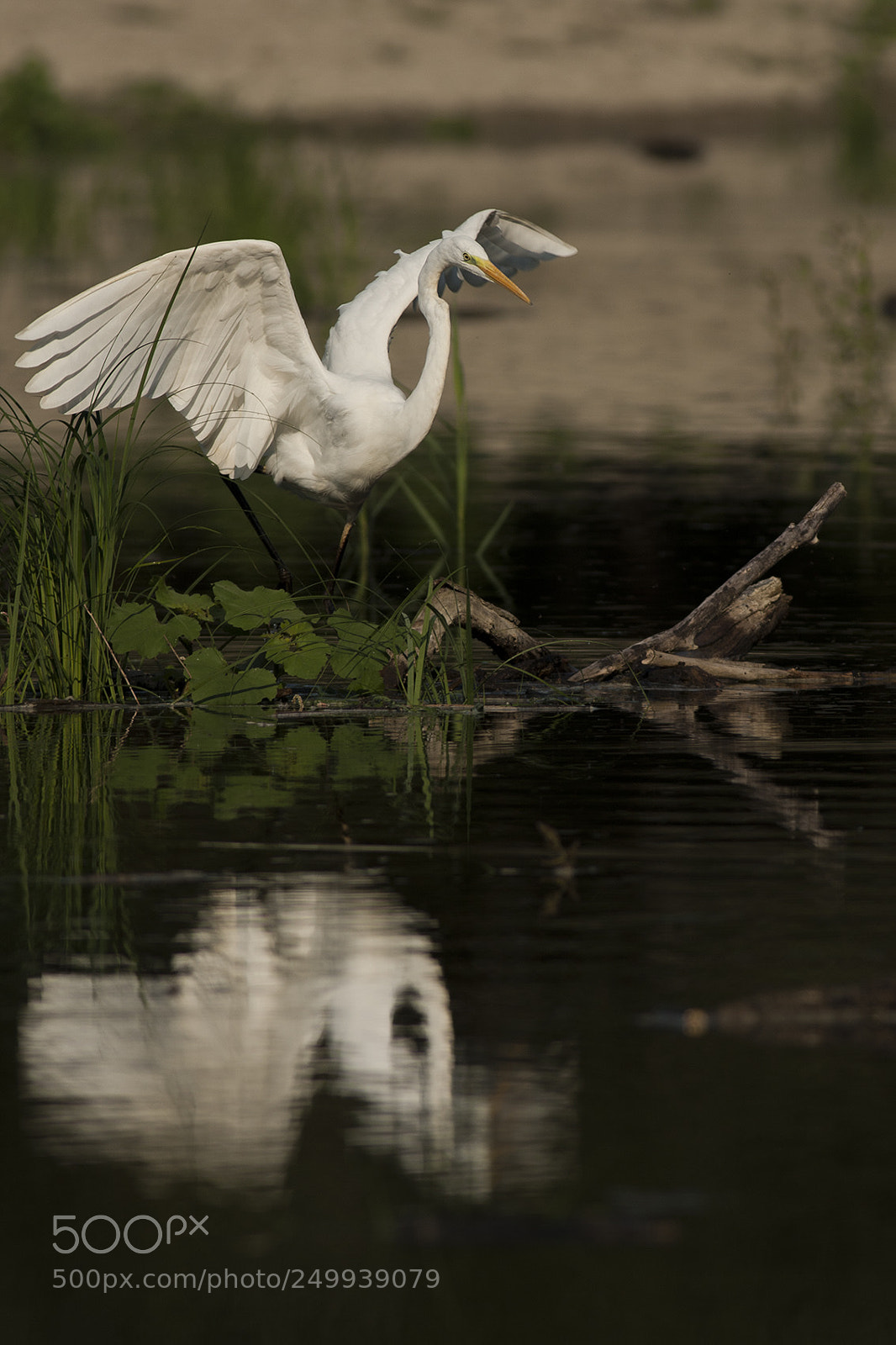 Canon EOS 40D sample photo. Img photography