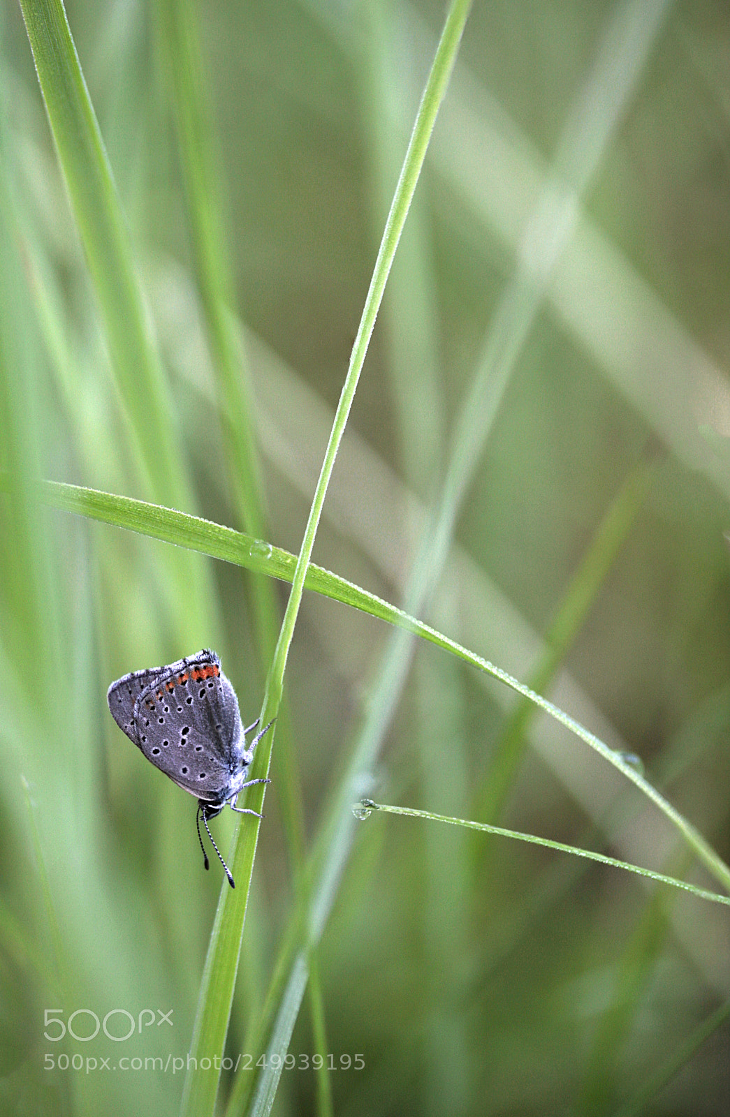 Canon EOS 40D sample photo. Lycaena hippothoe/alciphron photography