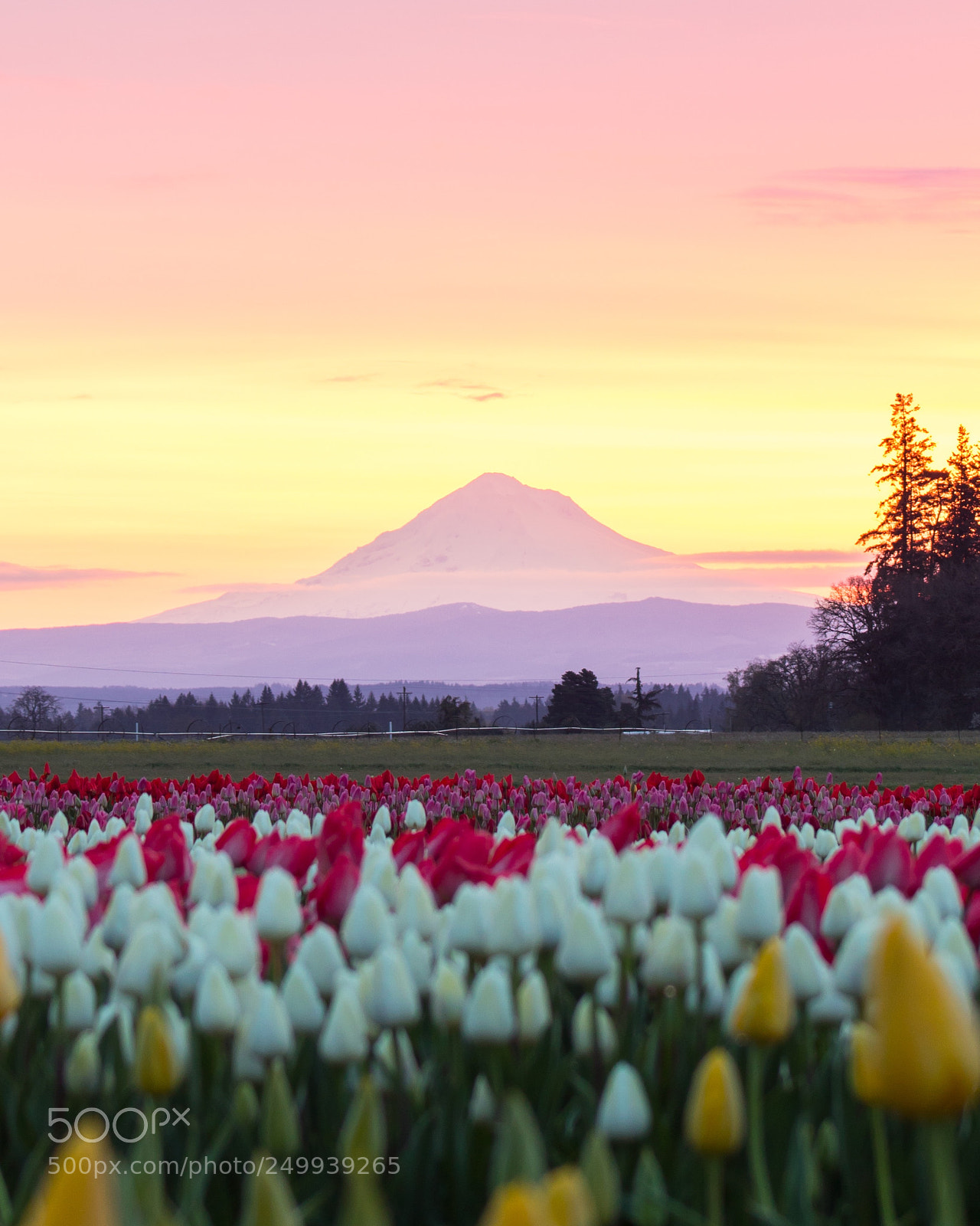 Canon EOS 750D (EOS Rebel T6i / EOS Kiss X8i) sample photo. Sunrise tulips photography